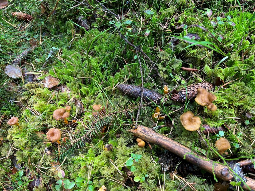 Kuvassa näkyy metsämaata, käpy, sammalta ja sieniä.