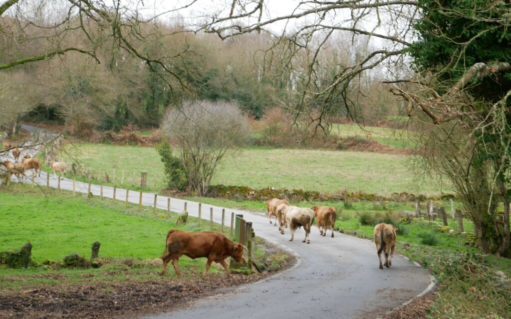 Kuvassa vaellusreitti Santiago de Compostelaan ja lehmiä.